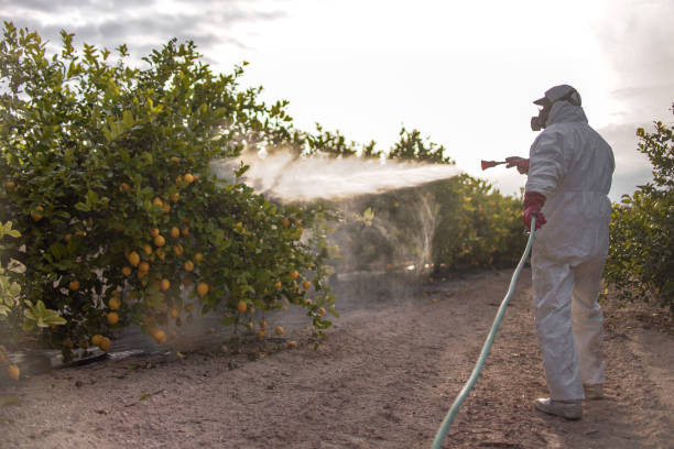 Best Pest Control for Homes  in Mountain Home, NC