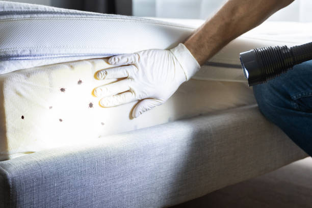 Best Pest Removal Services  in Mountain Home, NC