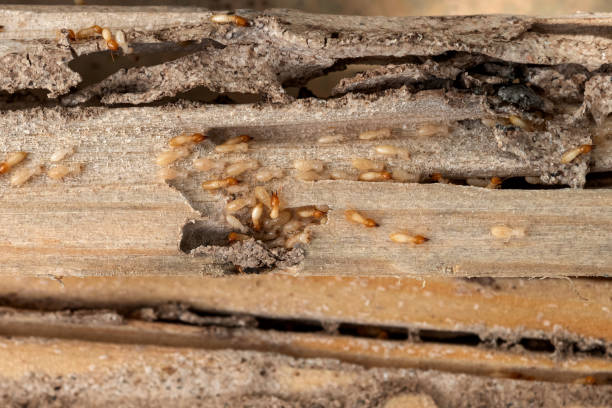 Best Exterminator Services  in Mountain Home, NC