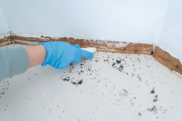 Best Residential Pest Control  in Mountain Home, NC