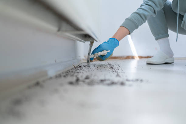 Best Local Pest Control Services  in Mountain Home, NC